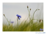 11 Natur
